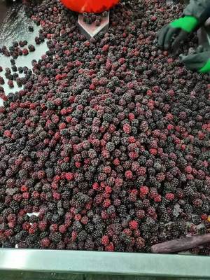 IQF Frozen Fresh Blackberry Frozen Fruit Whole 10kgx1/carton 1kg*10/carton pallet tote HACCP/ISO/KOSHER/BRC