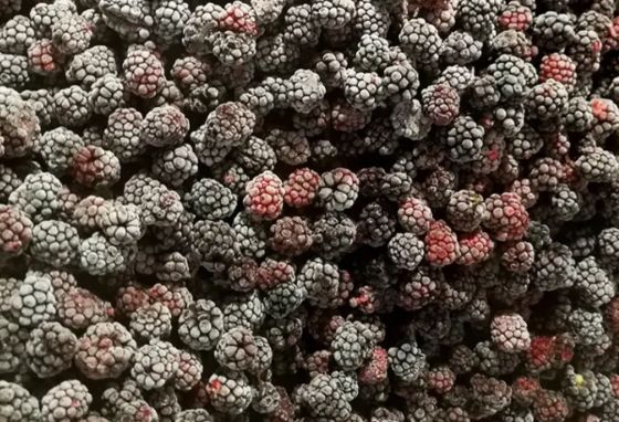 IQF Frozen Fresh Blackberry Frozen Fruit Whole 10kgx1/carton 1kg*10/carton pallet tote HACCP/ISO/KOSHER/BRC