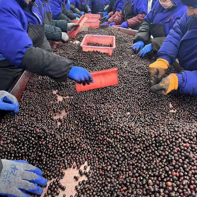 Hot Selling Frozen Fruits IQF Blueberry 10kg Frozen Blueberry in Bulk