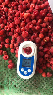 Manufacturer Factory Price IQF High Quality Fresh Food Frozen Raspberry Serbia for Export