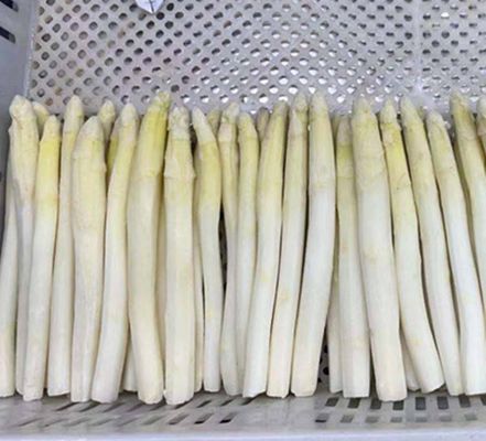 Wholesale IQF Vegetable IQF Frozen White Asparagus Spear From China