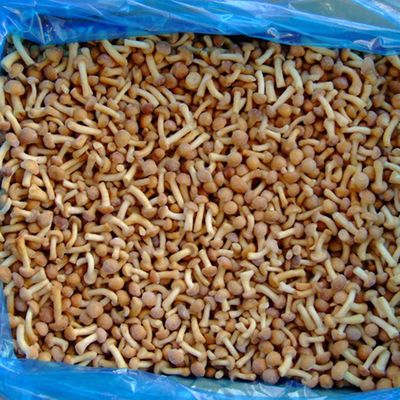 Fruits Champignons surgelés IQF Nameko surgelé