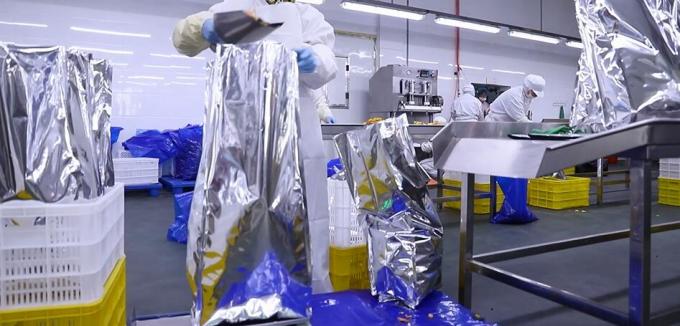 Framboises congel&eacute;es en vrac de haute qualit&eacute; Framboises congel&eacute;es en vrac Emballage de fruits 11