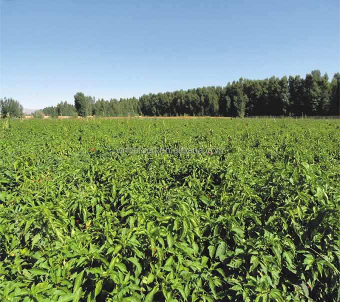 IQF Biologique Jaune P&ecirc;che &agrave; moiti&eacute; Fruits surgel&eacute;s Go&ucirc;t sucr&eacute; en vrac Emball&eacute; P&acirc;tes d'eau conserv&eacute;es Cube entiers Dose &agrave; moiti&eacute; Disponible 9