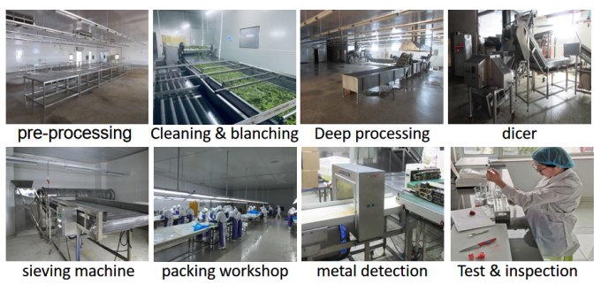 Fournitures chinoises de meilleure qualit&eacute; bon prix Iqf l&eacute;gumes surgel&eacute;s Okra Gumbo entier 8