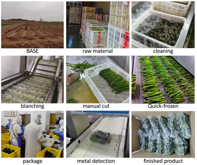 Pointes d'asperges Esparragos Espargos L&eacute;gumes surgel&eacute;s IQF Asperges vertes surgel&eacute;es Graines de qualit&eacute; A Emballage en vrac Prix des asperges 4