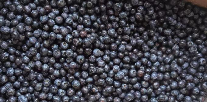 Vente &agrave; chaud Fruits surgel&eacute;s IQF Bleues 10 kg Bleues surgel&eacute;es en vrac 2