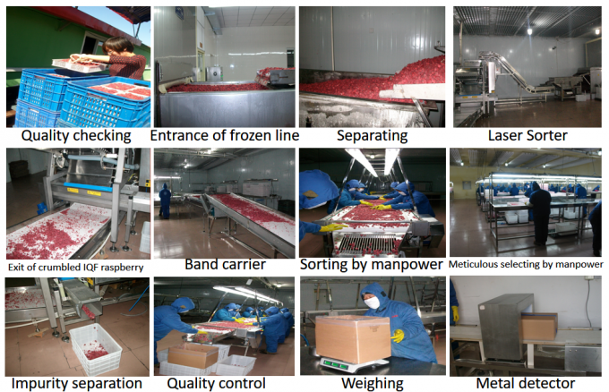 Fabricant Prix d'usine IQF Aliments frais de haute qualit&eacute; Framboises surgel&eacute;es Serbie &agrave; l'exportation 3