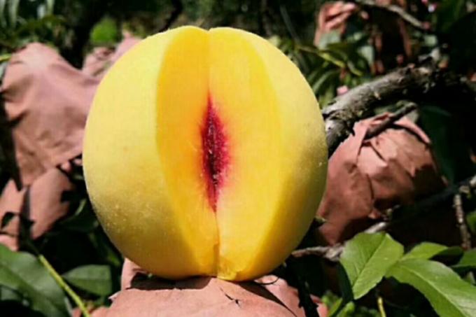 IQF Biologique Jaune P&ecirc;che &agrave; moiti&eacute; Fruits surgel&eacute;s Go&ucirc;t sucr&eacute; en vrac Emball&eacute; P&acirc;tes d'eau conserv&eacute;es Cube entiers Dose &agrave; moiti&eacute; Disponible 1