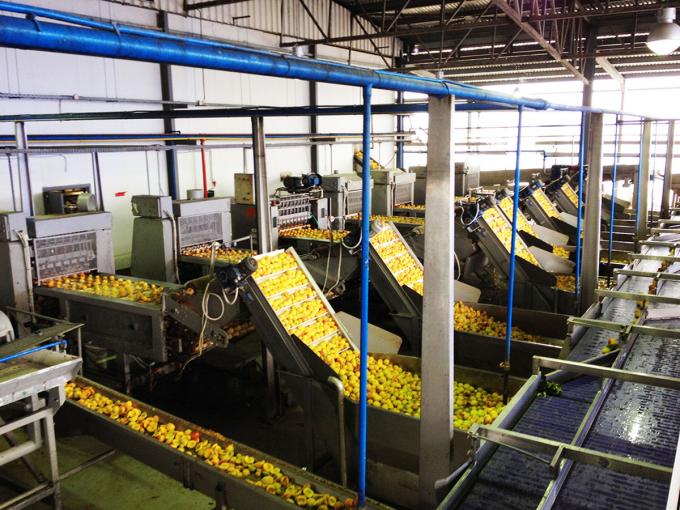 Qualit&eacute; &eacute;lev&eacute;e IQF Abricot congel&eacute; &agrave; moiti&eacute; Ventes chaudes en gros et en d&eacute;tail Prix d'usine Conservation de l'eau Emballage en vrac 4