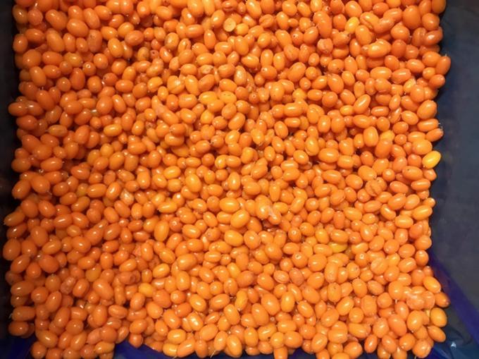 Origine Chine IQF Surgel&eacute; Frais &Eacute;glantier Sauvage de Mer Argousier Airelle Canneberge Framboise, Myrtille M&eacute;lange de Baies 3