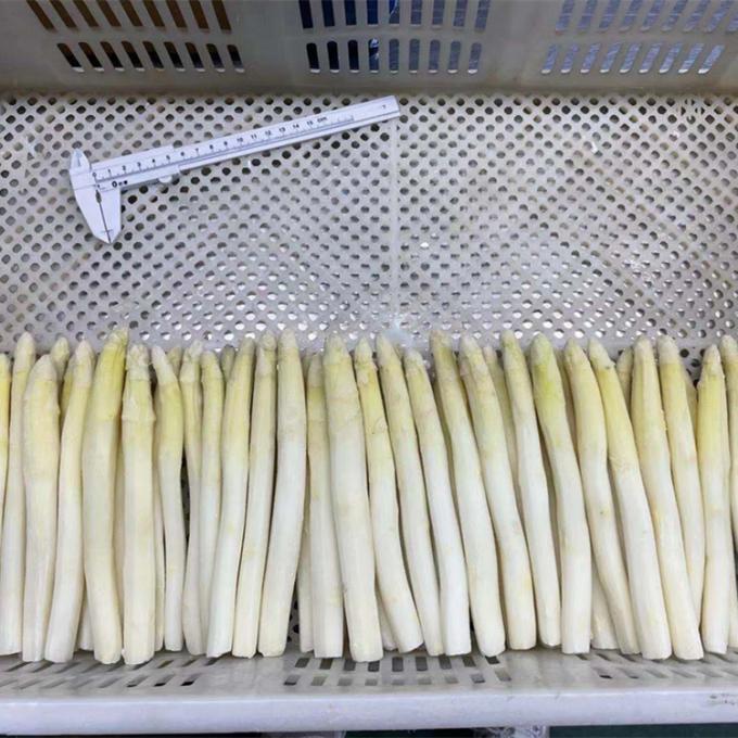 Vente en gros d'asperges blanches congel&eacute;es de Chine 1