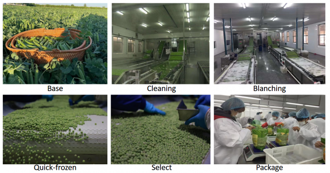 Fournisseur de d&eacute;tail en gros - Petits pois surgel&eacute;s IQF 10 kg, emballage de 400 g 3