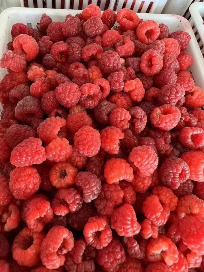 Framboises fra&icirc;ches congel&eacute;es de haute qualit&eacute;, s&eacute;lectionn&eacute;es pour leur go&ucirc;t sucr&eacute;, pour les jus, les desserts, les milkshakes. 4