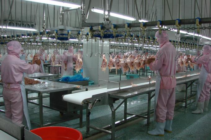 Poitrine de poulet congel&eacute; sans os de haute qualit&eacute; export&eacute;e en vrac 5